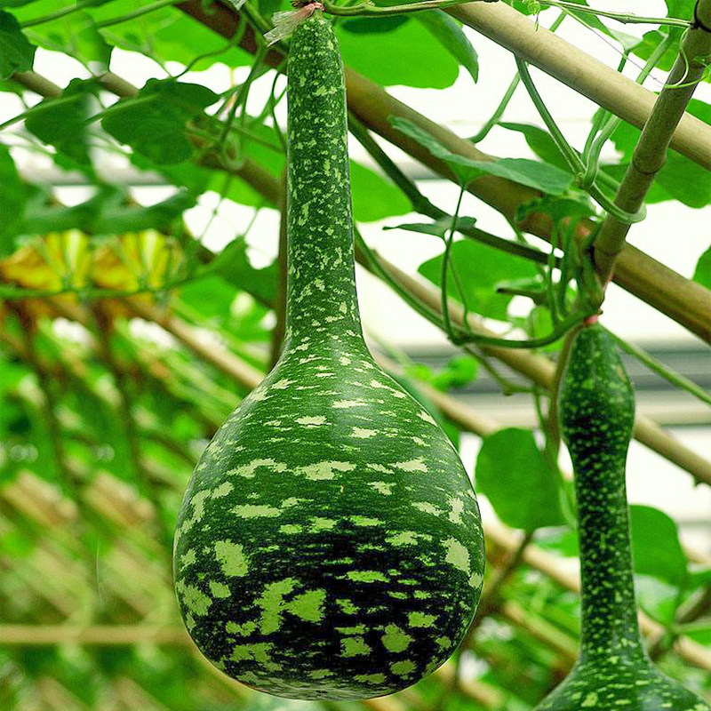 观赏葫芦种籽春季基地特大巨型小胡观光园四季家庭园艺种子