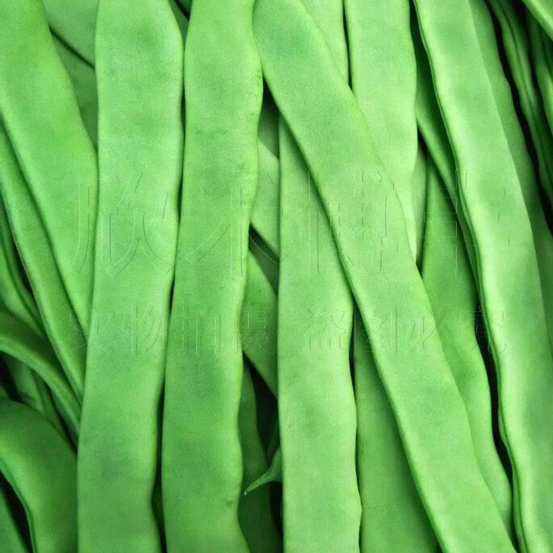 菜种芸豆高产扁青种子春秋秋季架豆二扁三扁家庭园艺种子