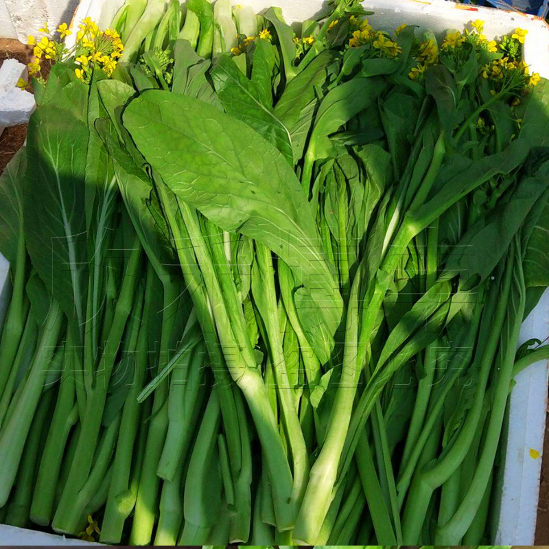 青菜菜苔种子菜薹秋冬季耐寒南方甜菜菜心种籽家庭园艺种子