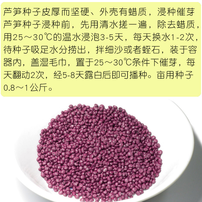 芦笋种子春季秋季耐热石刁柏庭院四季阳台盆栽家庭园艺种子