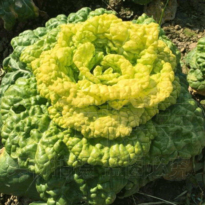 黄心乌春秋菜种蔬菜四季盆栽阳台秋季种籽塌菜家庭园艺种子