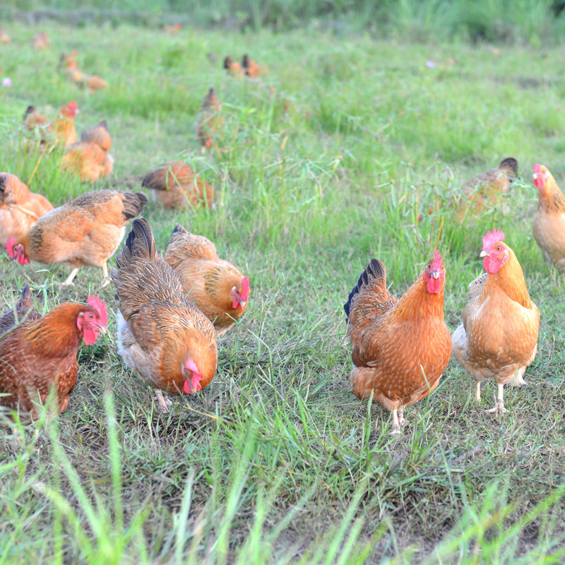 正宗土鸡子鸡椰子散养农家海南地鸡地走本地整鸡