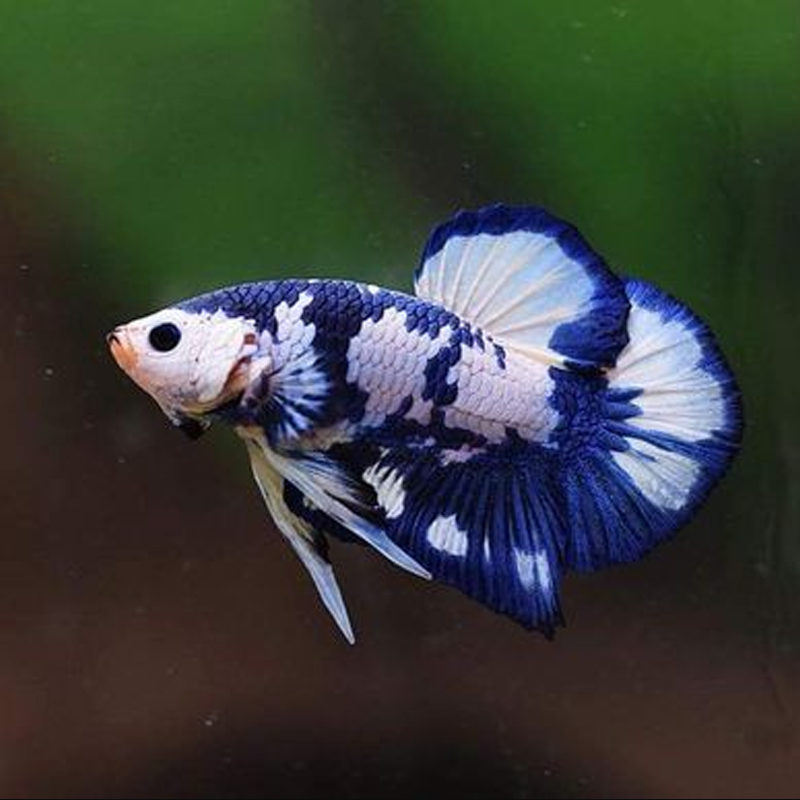 泰国斗鱼活鱼半月马尾狮王将军糖果活体热带鱼鱼