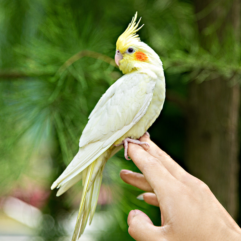 鹦鹉玄凤活体学说说话雏幼鸟笼大中型手养黄化鸟