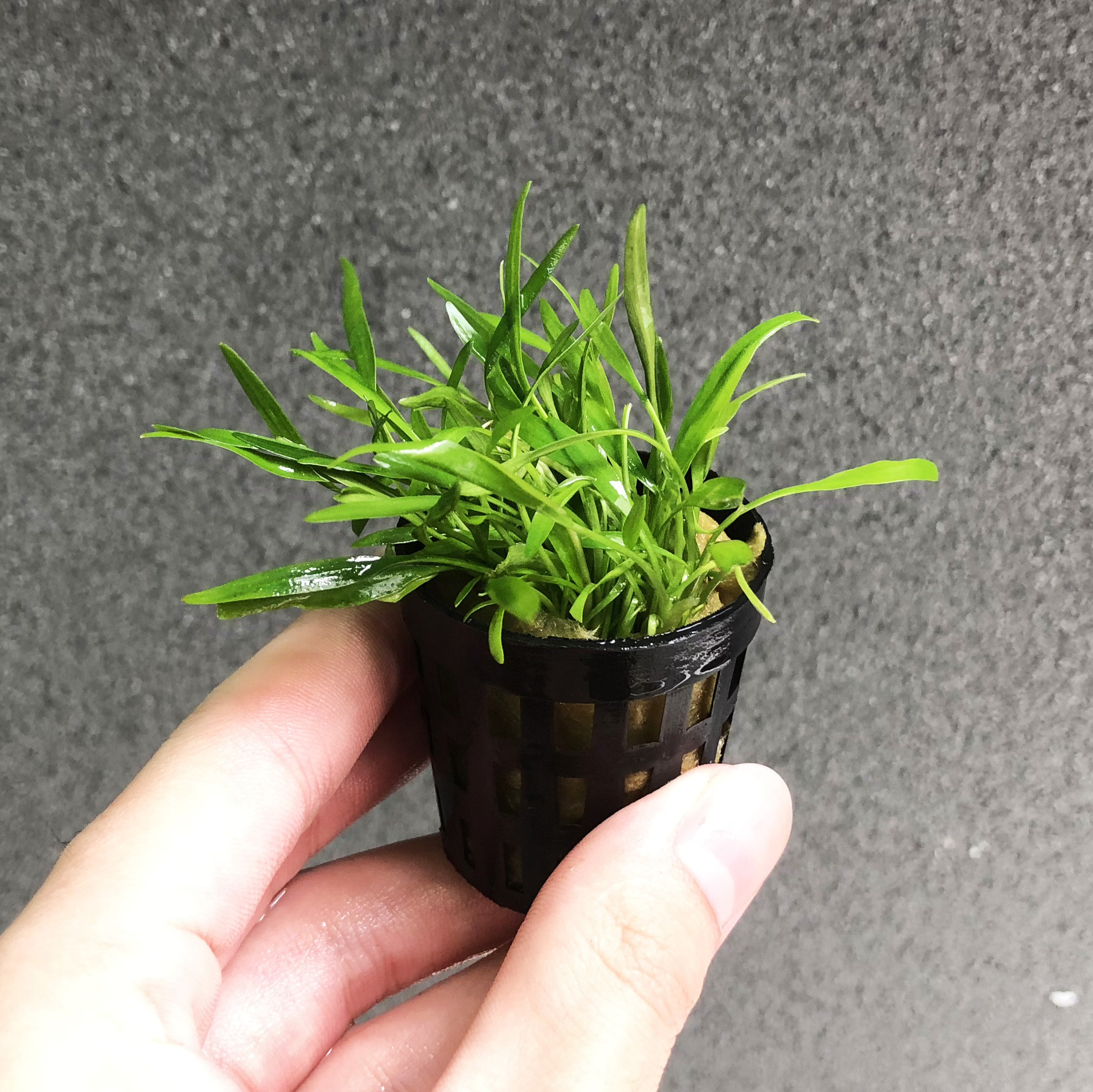 水草活体鱼缸迷你爬地珍珠牛毛毛毡泰国青椒水草