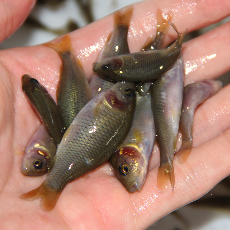 禾花鲤苗禾花鱼鲤鱼鱼苗淡水养殖食用稻田鱼草鱼