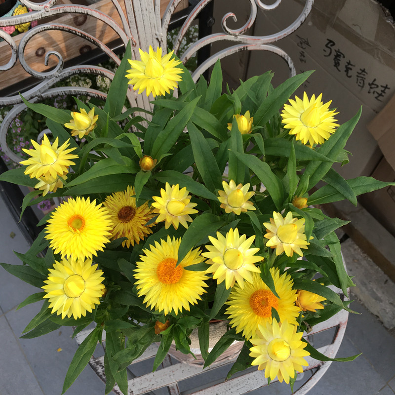 四季耐寒蜡菊盆栽花麦秆室内花园庭院露台年宵时令草本花卉