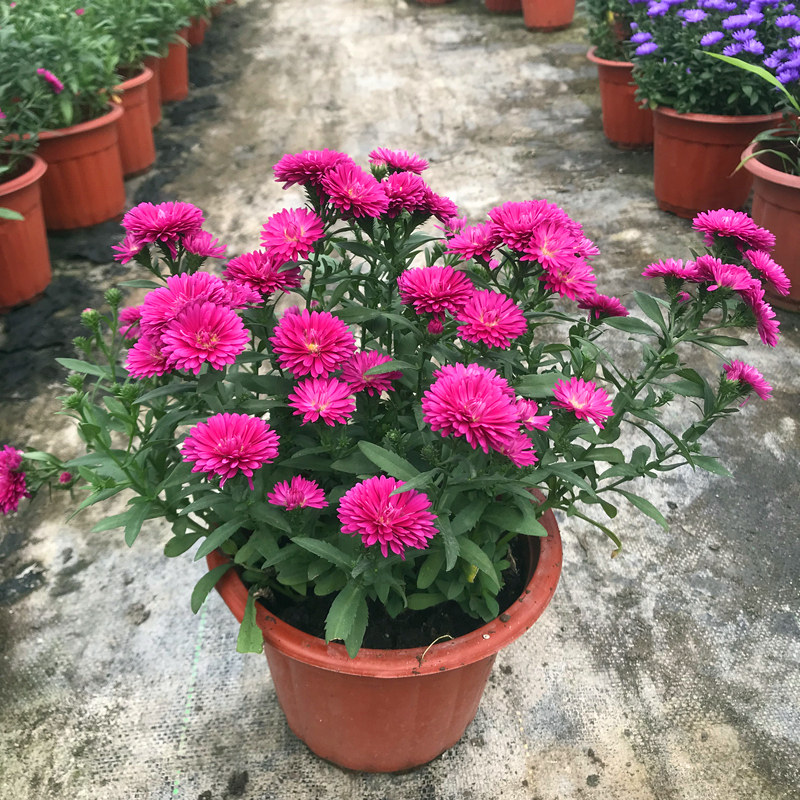 四季新品翠菊紫苑盆栽荷兰菊花花苗多年生宿根时令草本花卉