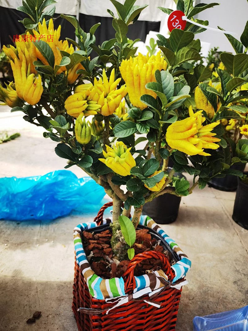 金华锦林千指佛手小果盆景景顺丰产地直办公室庭院绿植