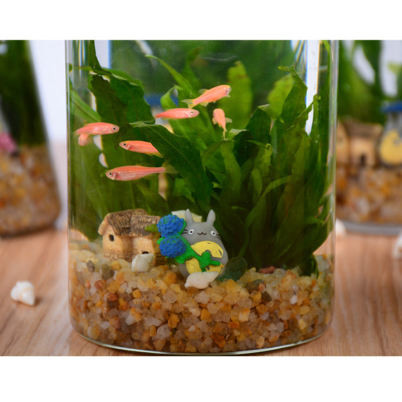 生态瓶斑马鱼diy活体微景观免换水迷你水族办公桌面创意造景鱼缸