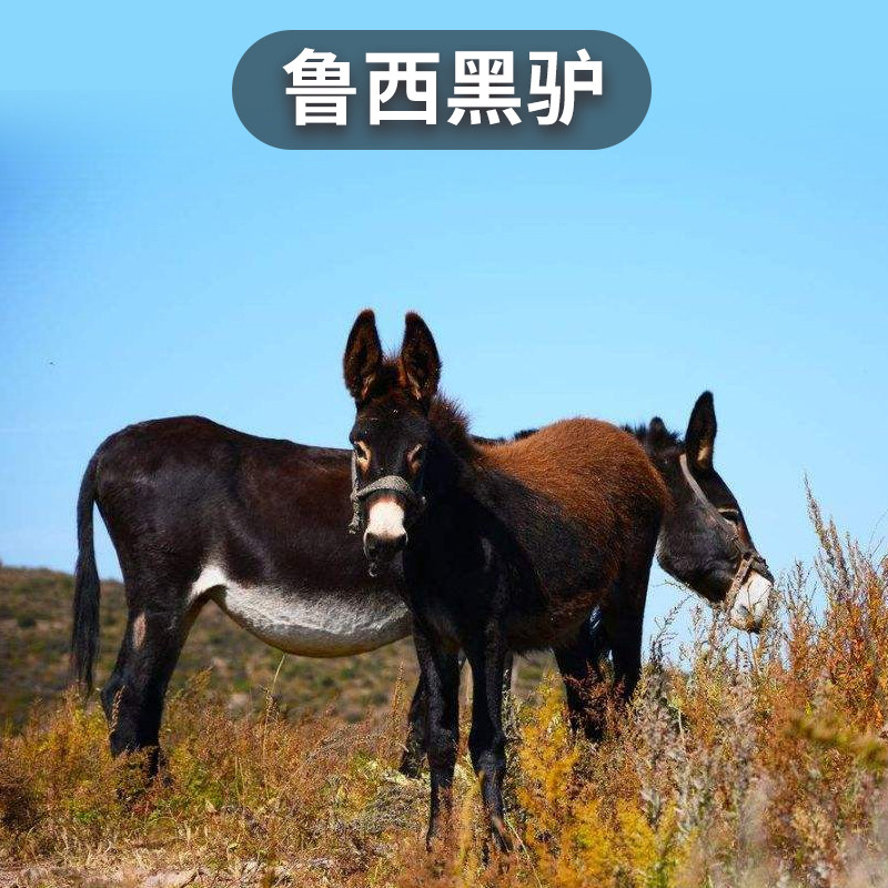 驴肉芃大鲜黑驴鞭驴蛋驴鲜杀生食品新鲜鲁西其它生肉制品
