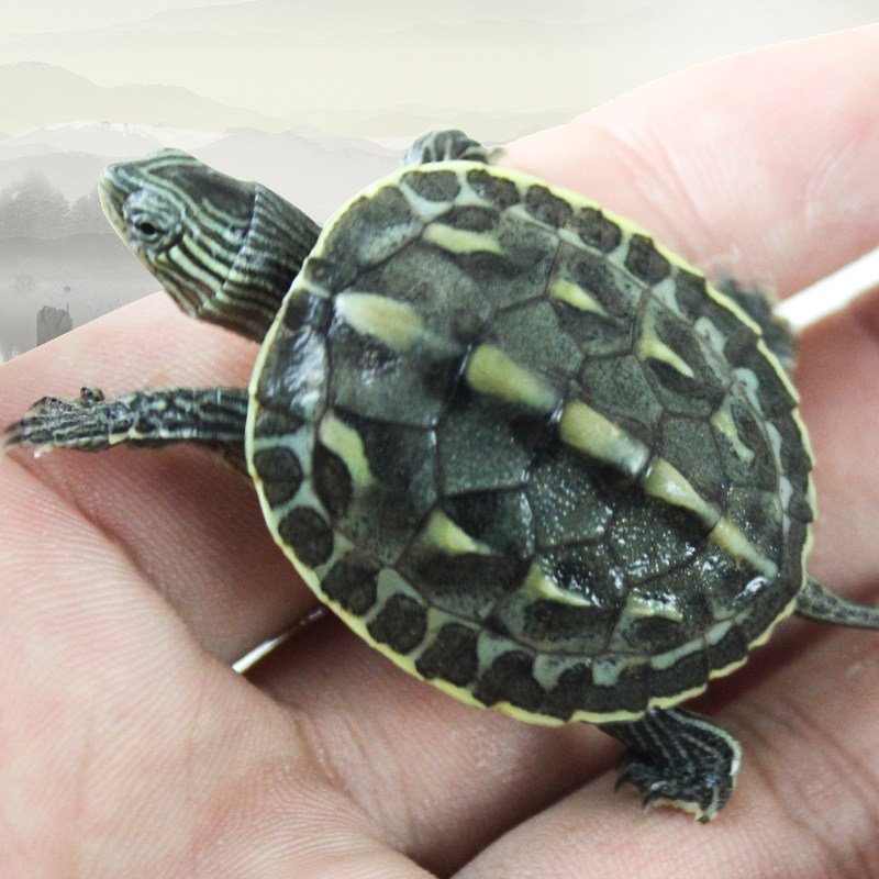 小乌龟活物珍珠中华草龟巴西活体宠物花龟好养龟