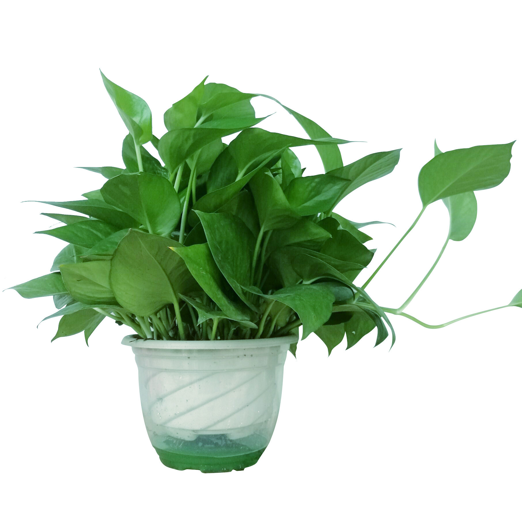 绿萝盆栽室内植物花卉甲醛土培绿植绿箩散苗绿植