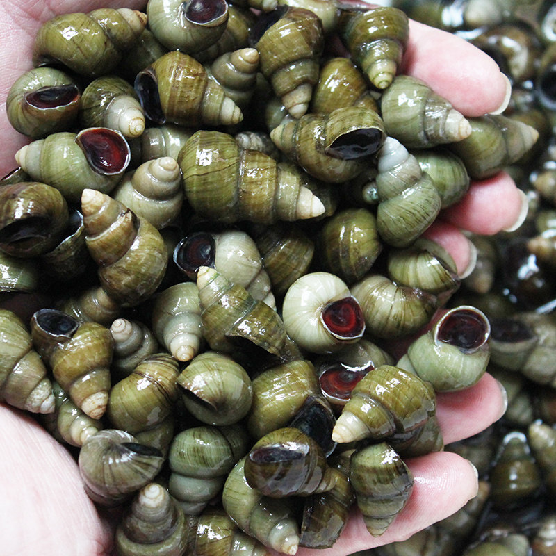 螺蛳田螺四斤大个清水新鲜鲜活活的活体石螺泥螺