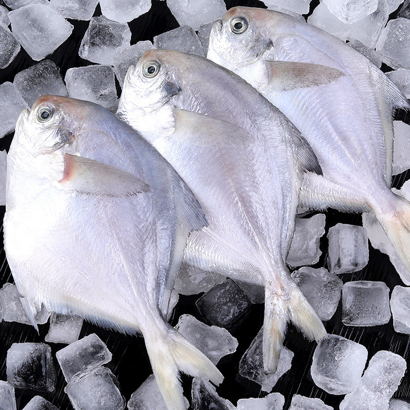鲳鱼3斤生鲜海鱼海鲜水产鲜活冰鲜东海白鲳鲳鱼