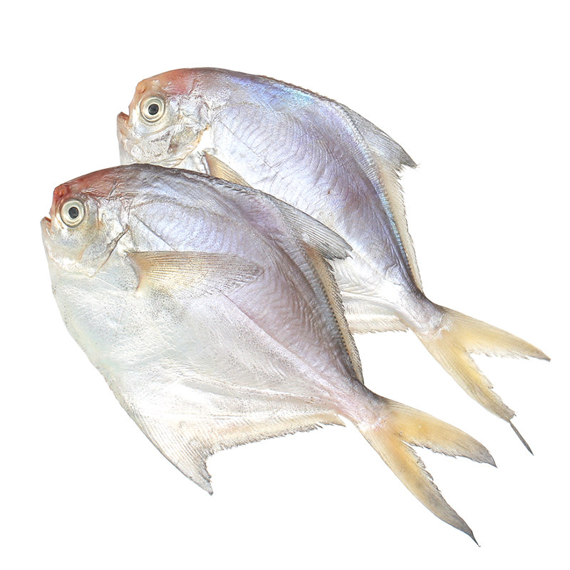 银鲳鱼5斤平鱼新鲜冷冻海鲜水产包邮鲜活速冻野生海鱼
