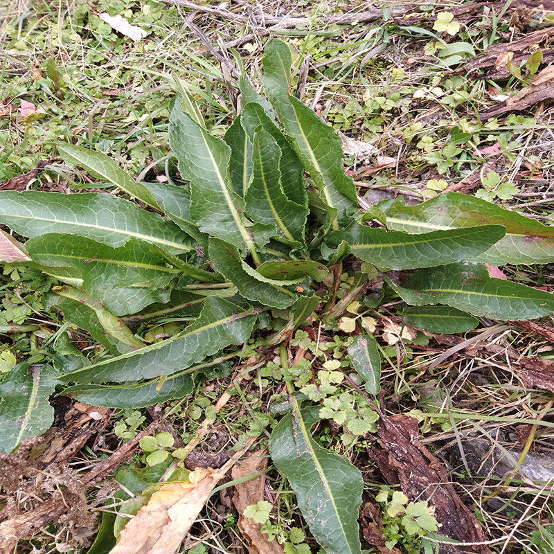 大黄药材种子种苗新鲜现挖洋铁牛舌草牛耳黄羊药材种子