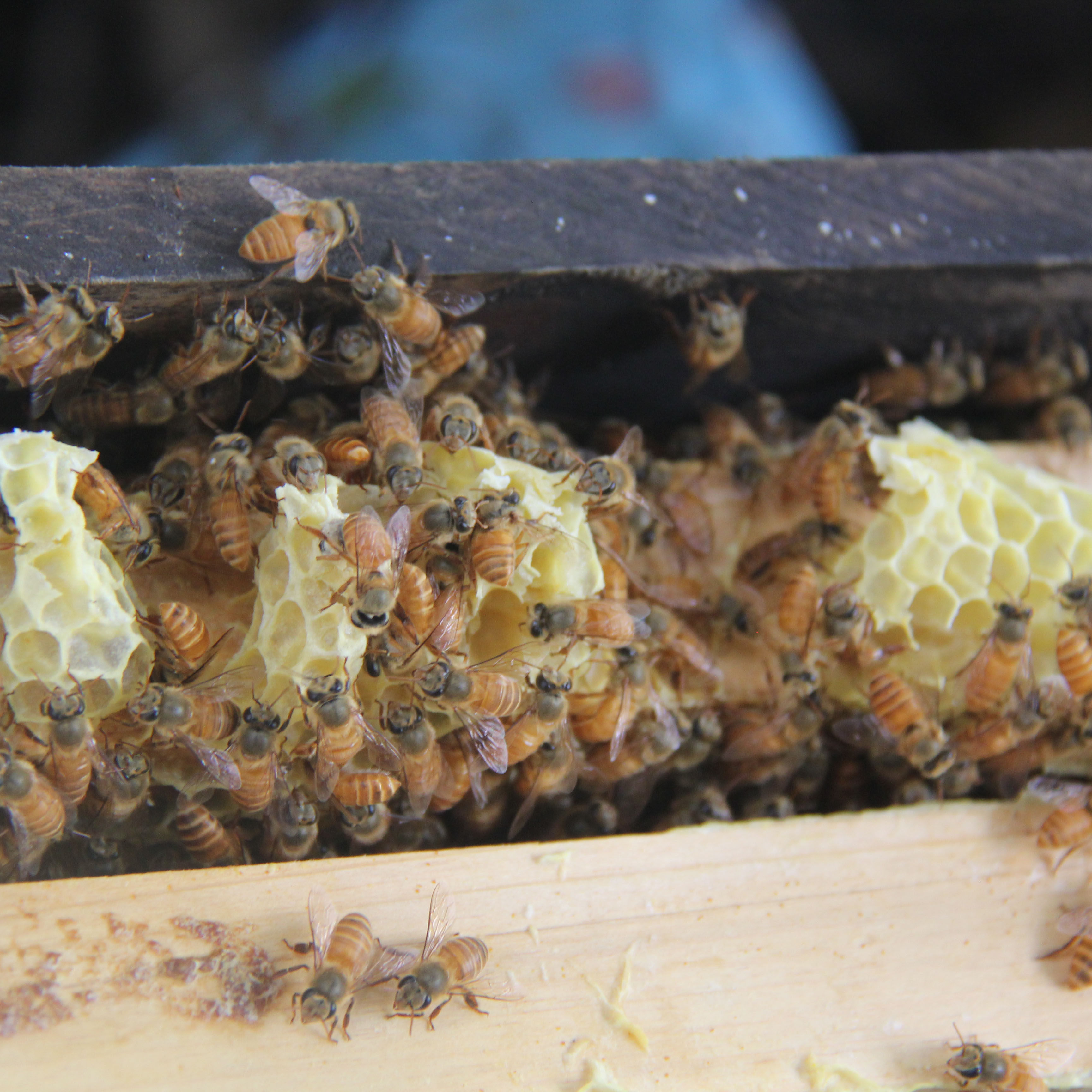 中蜂王双色王纯种良种种王蜜蜂活体蜂群新开产王新产卵王优质笼蜂