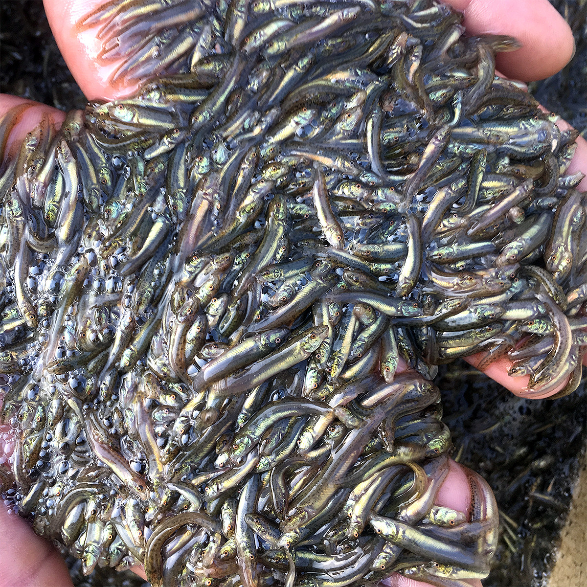 台湾小泥鳅苗新鲜幼苗台鳅寸苗青鳅苗活体放生宠物鱼饲料筏钓淮安