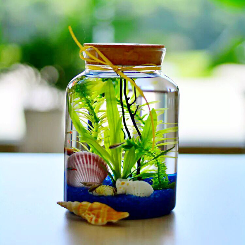 水草作业diy鱼缸小鱼桌面迷你景观养活鱼虾生态瓶
