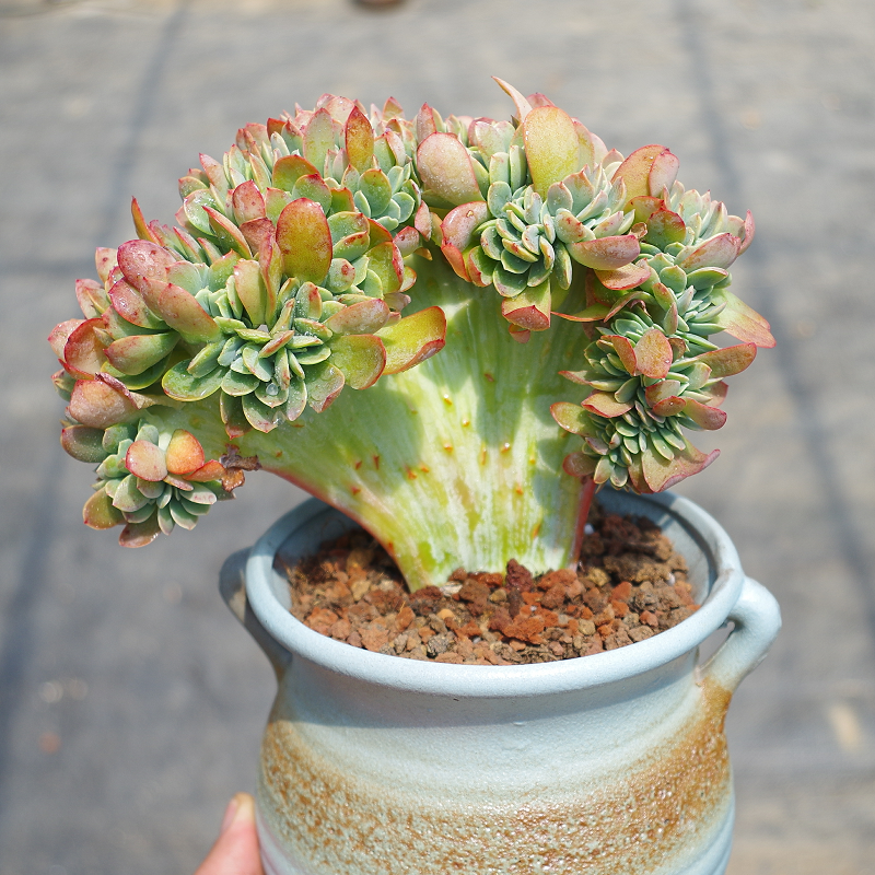 精品多肉植物金凤凰缀化室内阳台花卉防辐射绿植多肉植物