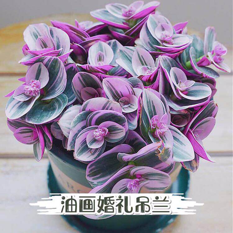 油画婚礼大盆多肉植物绿植花卉组合盆栽室内多肉植物