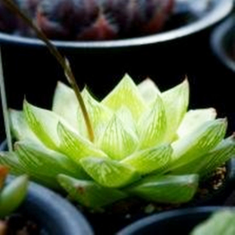 馨馨玉露室内带土含盆雨露十二植物园艺多肉多肉植物