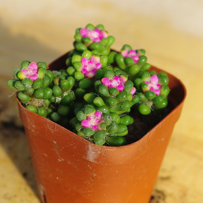 新款彩色茶笠稀有药锦多肉植物盆栽室内阳台多肉植物