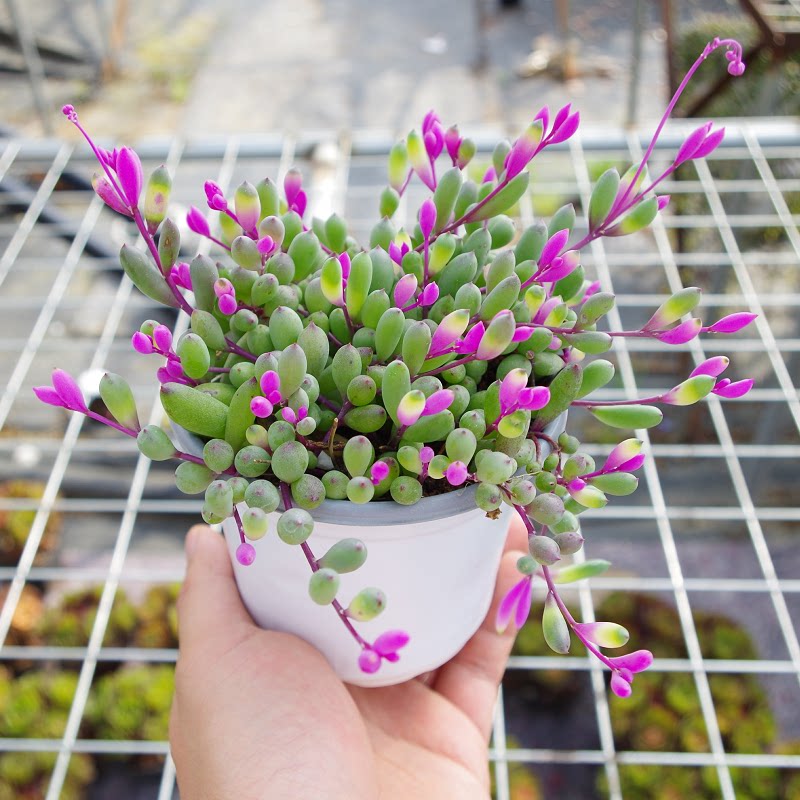 大颗彩色叶紫玄月多肉植物稀有品种吊兰药锦多肉植物