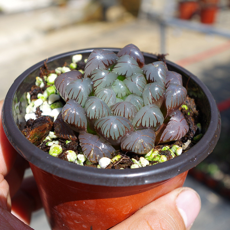 紫玉玉露十二卷多植物可爱室内防辐射精品绿植多肉植物