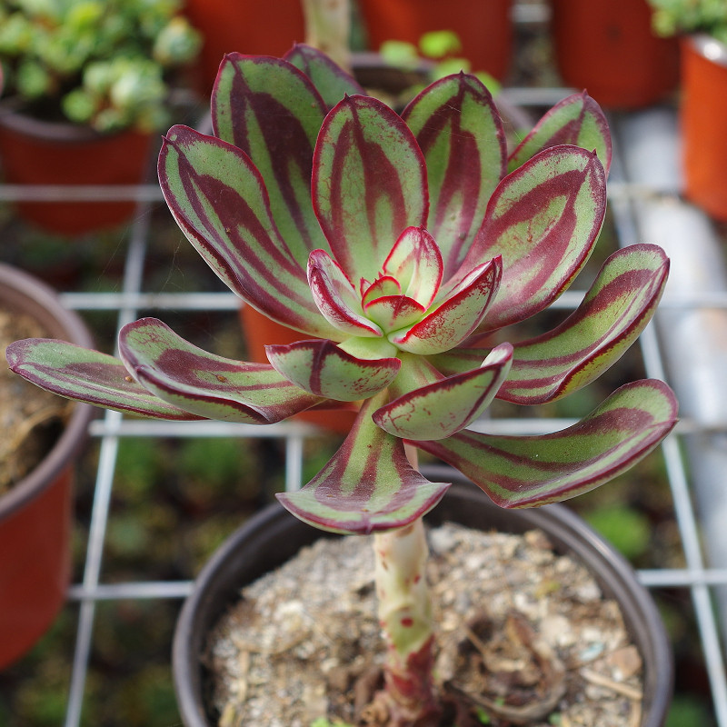 叶红司多植物老桩精品防辐射绿植稀有室内阳台多肉植物