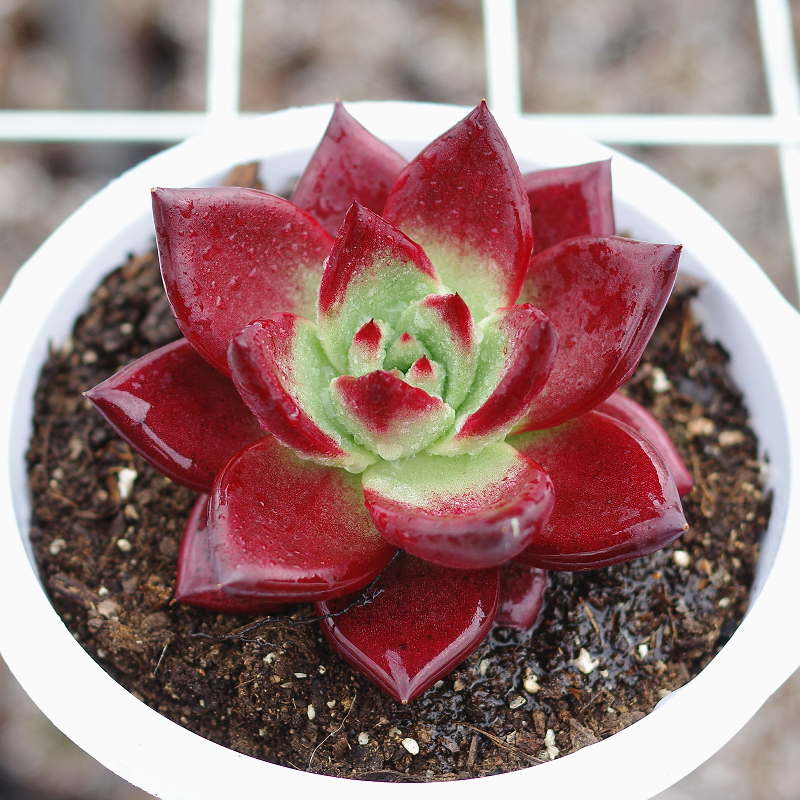 精品多肉植物卡宴罗宾稀有品种室内多肉植物