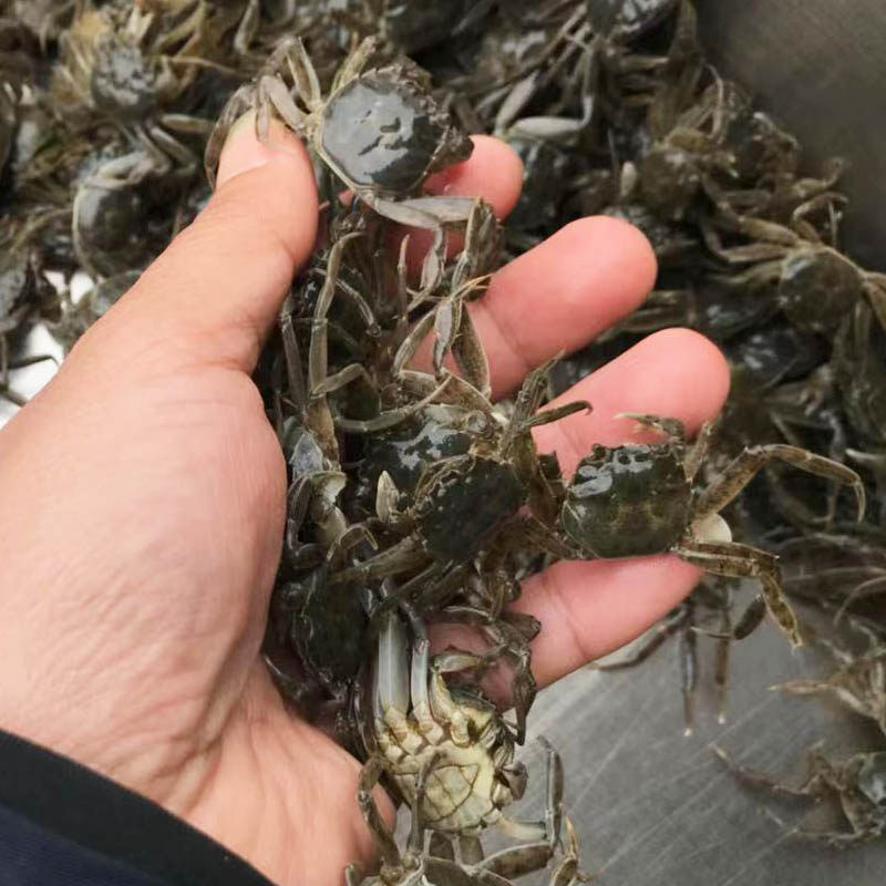 淡水大闸蟹养殖专用鲜活水产品小螃蟹幼苗河蟹毛蟹苗大闸蟹