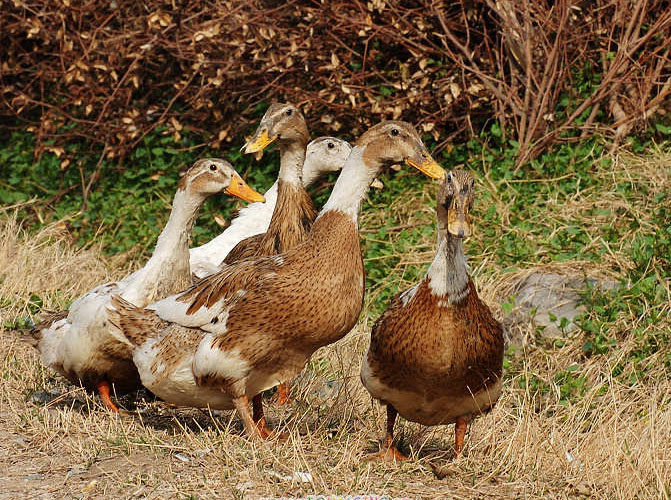 麻鸭正宗微山湖五香烧鸭湖里放养鸭肉微山特产鸭肉