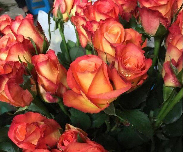 金辉新款云南切花月季黄色紫红盆栽地栽绿色植物时令草本花卉