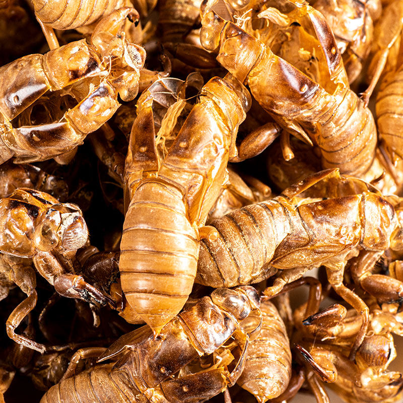 百草蜕蝉中药蝉壳蝉衣蝉皮蝉退虫退知了壳皮其他药食同源食品
