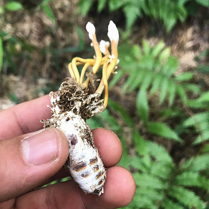 年新货100克野生蝉花金蝉花正品知了花虫草孢子粉功多少钱效0689