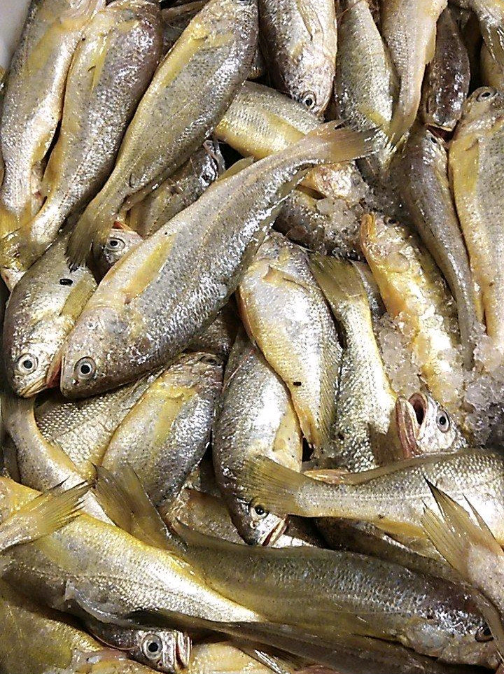 小黄黄鱼野生海青岛小海杂鱼海鱼新鲜山东10斤黄鱼