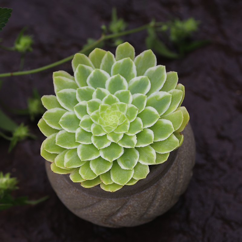 法师三仙翡翠系列多肉植物新款办公室装饰盆栽多肉植物