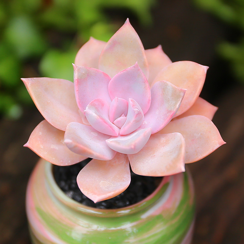 多肉植物初恋小盆盆栽桌面花卉精品老桩绿植多肉植物