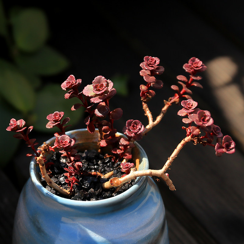 小球玫瑰多肉植物群生小老桩超萌肉肉办公室内防辐射组合盆栽花卉
