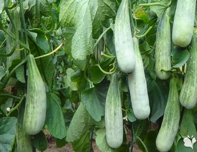 羊角酥瓜甜瓜种子四季播田园阳台盆栽薄皮甜羊角脆羊角蜜香瓜种苗