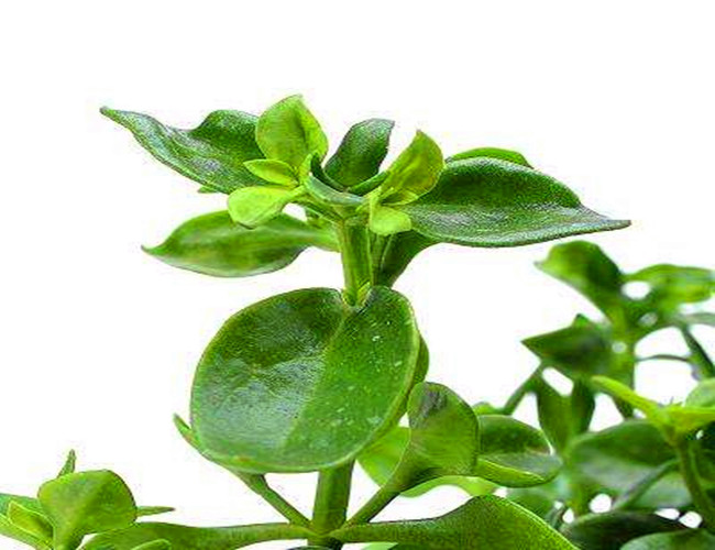 四季播穿心莲种子田七三七种子大叶臭菜种子室内阳台盆栽蔬菜种子