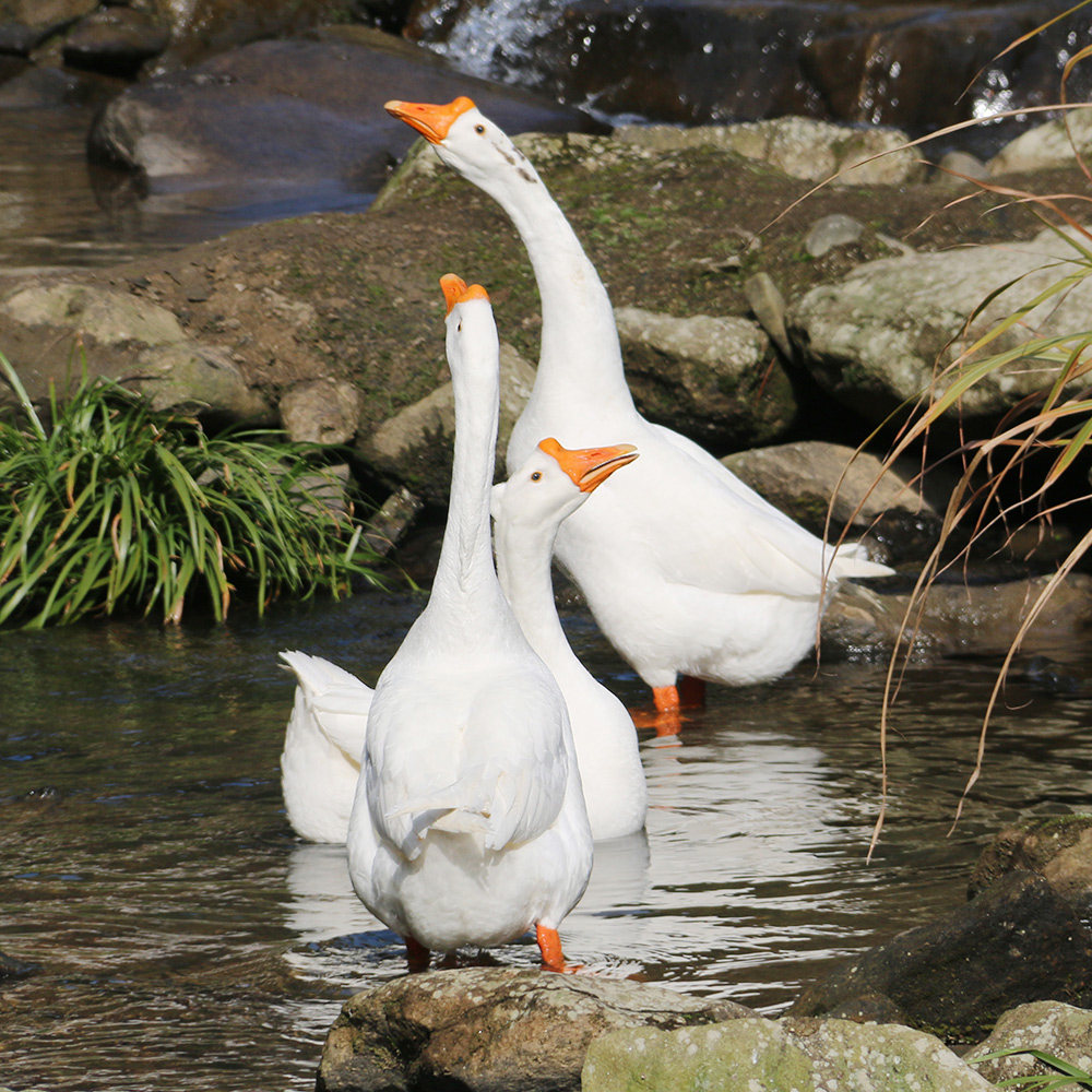 金蝉土鹅大别山农家散养大鹅新鲜笨老鹅大白鹅冷冻鹅肉鹅掌25kg