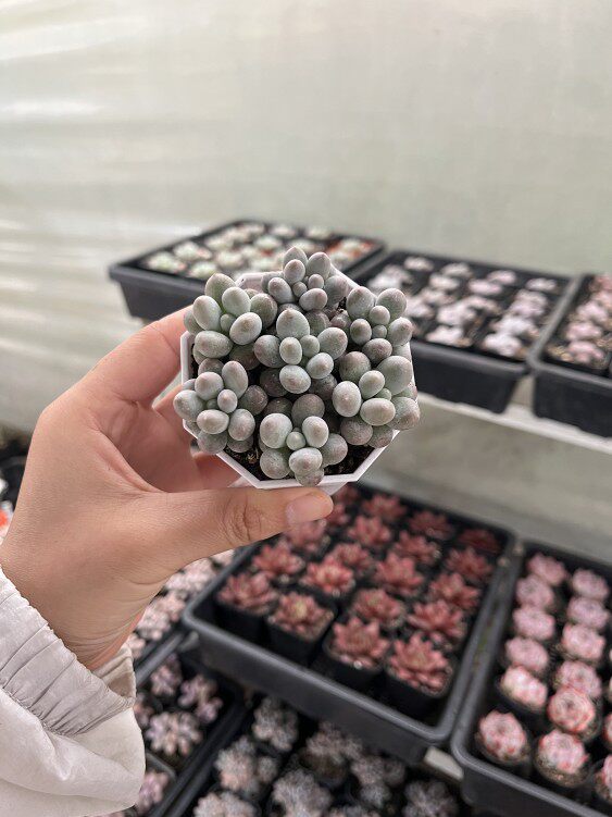 小苗汤圆5颗20包邮多肉植物