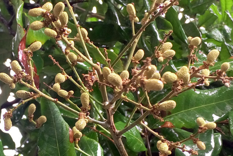 野生桂圆500g福建漳州龙眼无添加无糖无硫带壳桂圆干