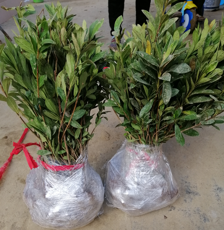 花苗浙江杜鹃小苗毛娟夏绿化工程苗紫娟苗映山红庭院观叶