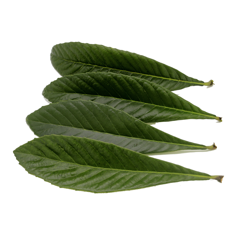 枇杷高山化痰止渴偏方孕妇儿童叶茶现采叶绿色其他药食同源食品