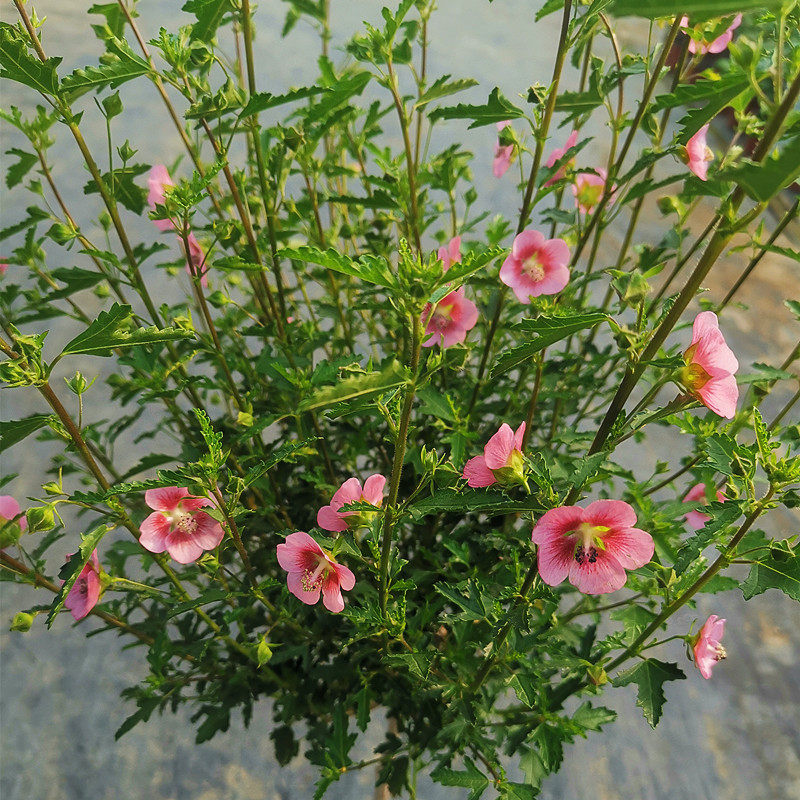 小木槿棒棒糖花苗盆栽大苗时令草本花卉