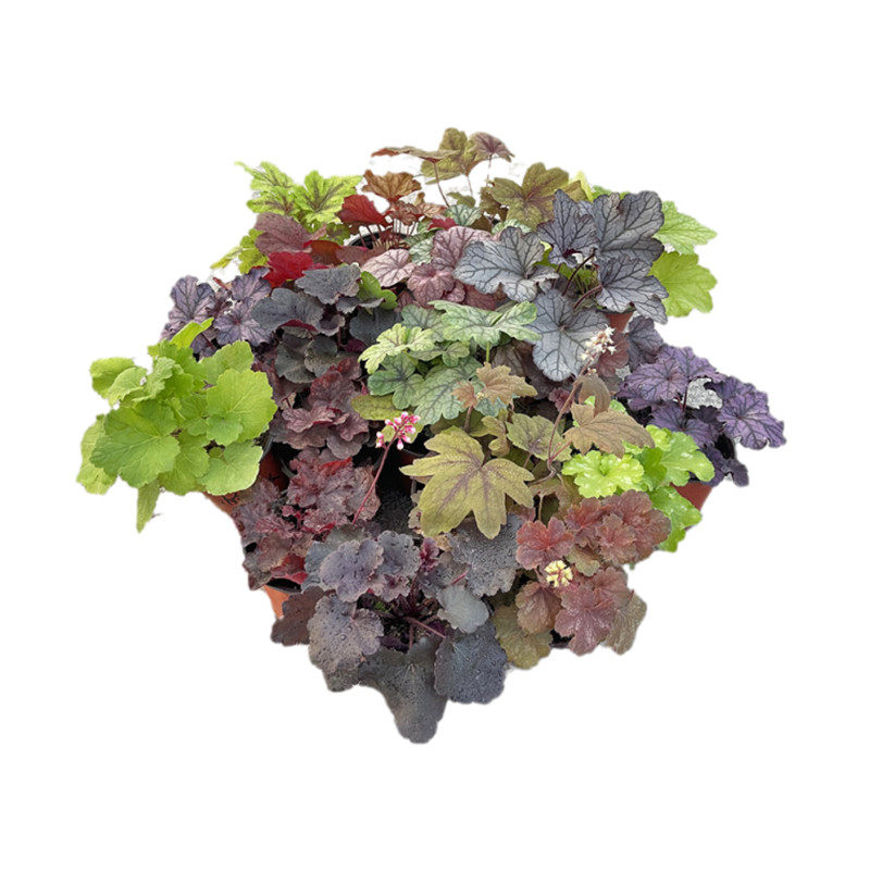 矾根盆栽花叶彩叶植物会变变色黄金斑马花园庭院绿植